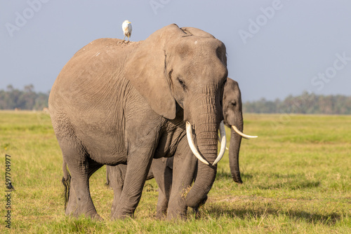 A massive elephant walking across the foreground. Amboseli national park  Kenya.