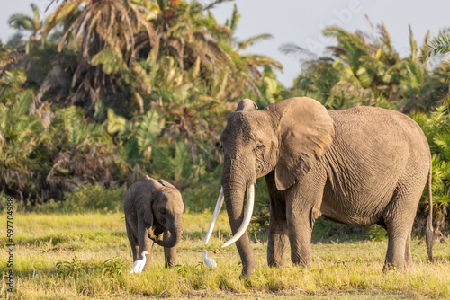 Elephant   Loxodonta Africana  with calf  Amboseli National Park  Kenya.