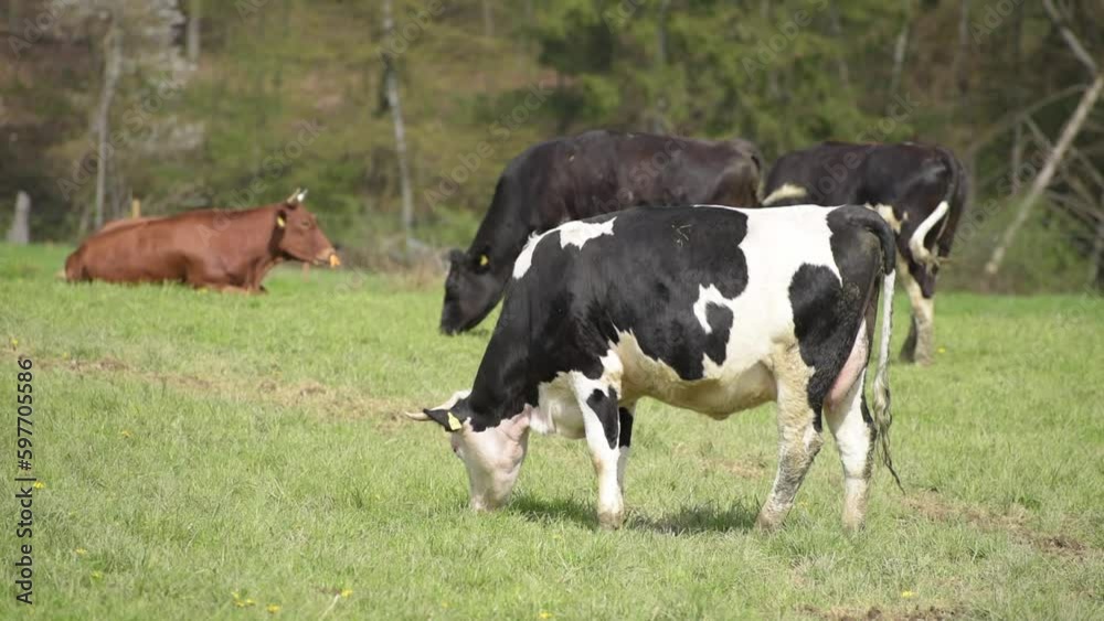 Herd of Fleckvieh cattle on a pasture, black and white cows with horns grazing in a field in the rural countryside near a forest
Herd of Fleckvieh cattle on a pasture, black and white cows with horns grazing in a field in the rural countryside near a forest
