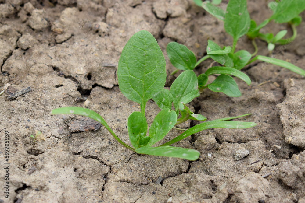 Green spinach is planted in the ground. A row of spinach leaves. Green spinach is planted in the ground. A row of spinach leaves.