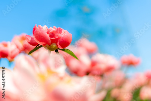 華やかなピンク色の花