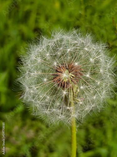 large dandelion flower on a green grass background spring