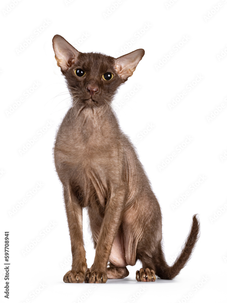 Brown senior Peterbald Brush cat, sitting up facing front. Looking straight to camera. Isolated on a white background. Brown senior Peterbald Brush cat, sitting up facing front. Looking straight to camera. Isolated on a white background.