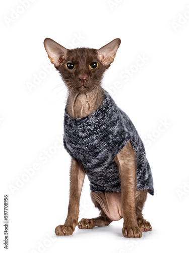 Slika na platnu Brown senior Peterbald Brush cat, sitting up facing front wearing home made knitted sweater