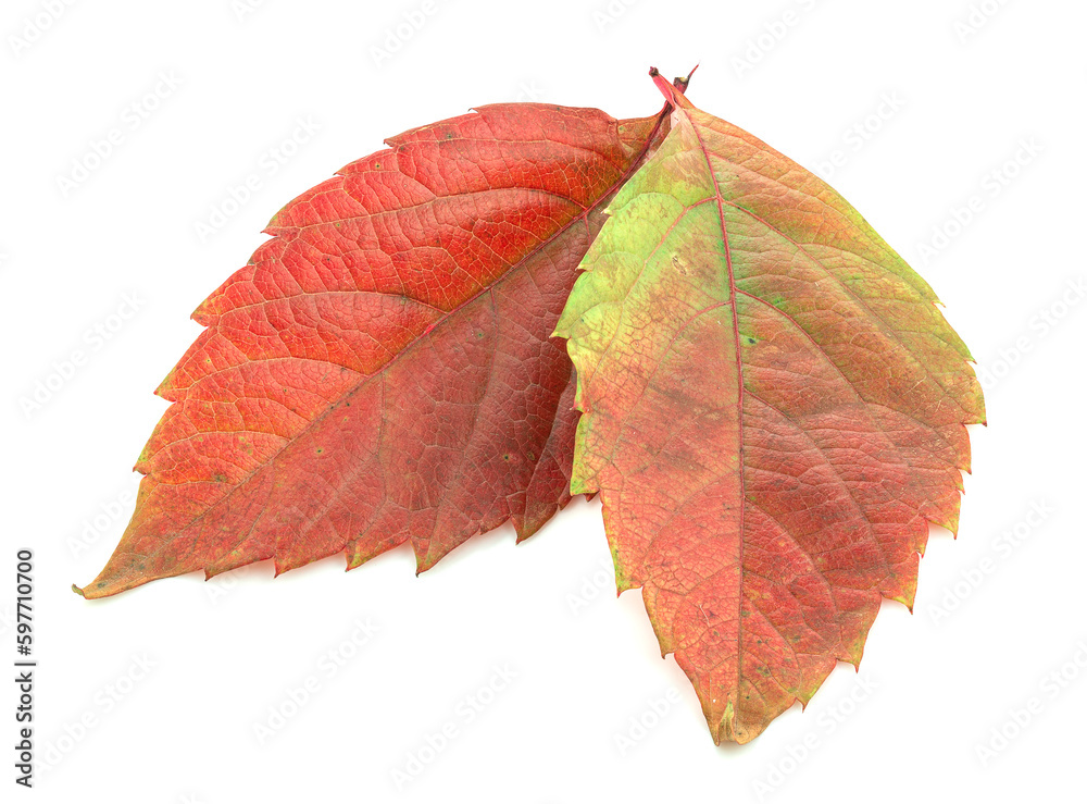 Red leaves of a plant on a white background Red leaves of a plant on a white background
