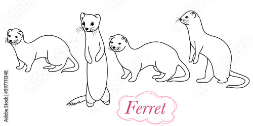 Drawing of ferret, vector illustration isolated on white. mink animal, vector sketch illustration