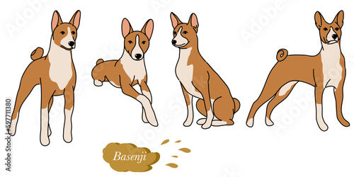 doodle style hand drawn, Cute cool basenji puppy set. Collection of flat dog in various poses and actions. Vector illustration of domestic pet behavior