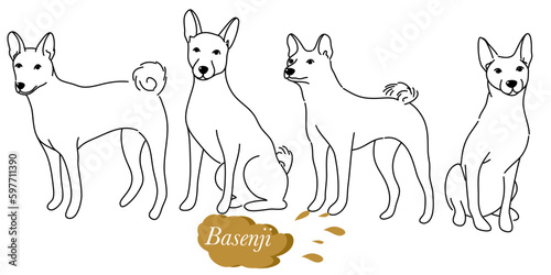 doodle style hand drawn, Cute cool basenji puppy set. Collection of flat dog in various poses and actions. Vector illustration of domestic pet behavior