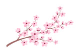 Pink cherry blossom branch isolated on white background. Vector illustration of sakura branch in flat style