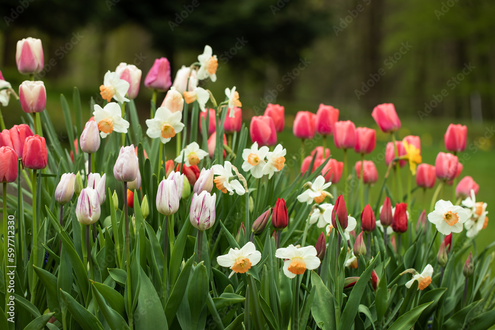 wiosenne kompozycje kwiatowe w ogrodzie, tulipany, narcyze, hiacynty, stokrotki  - obrazy, fototapety, plakaty 
