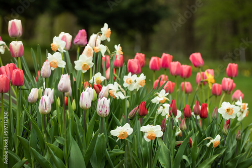 wiosenne kompozycje kwiatowe w ogrodzie, tulipany, narcyze, 