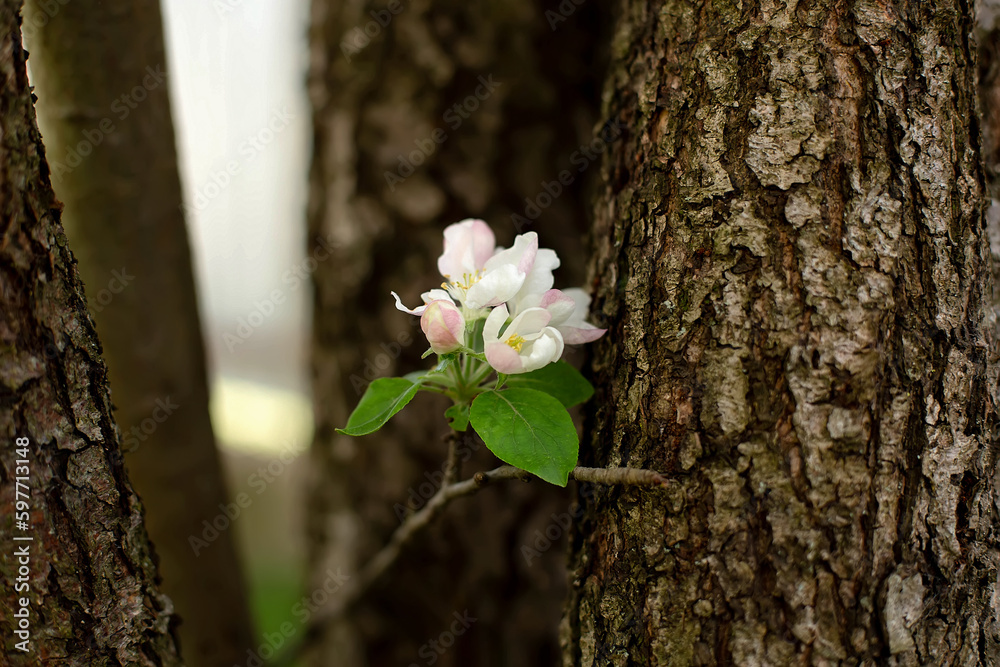 apple blossom on the background of bark branches spring the revival of nature