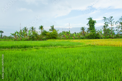 Rice plantation. Green rice paddy field. Organic rice farm in Asia. Rice growing agriculture. Green paddy field. 