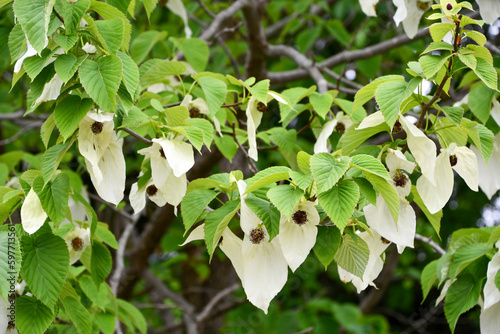 ハンカチノキ　Handkerchief tree photo