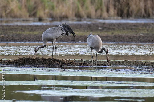 gray cranes in their natural environment.
