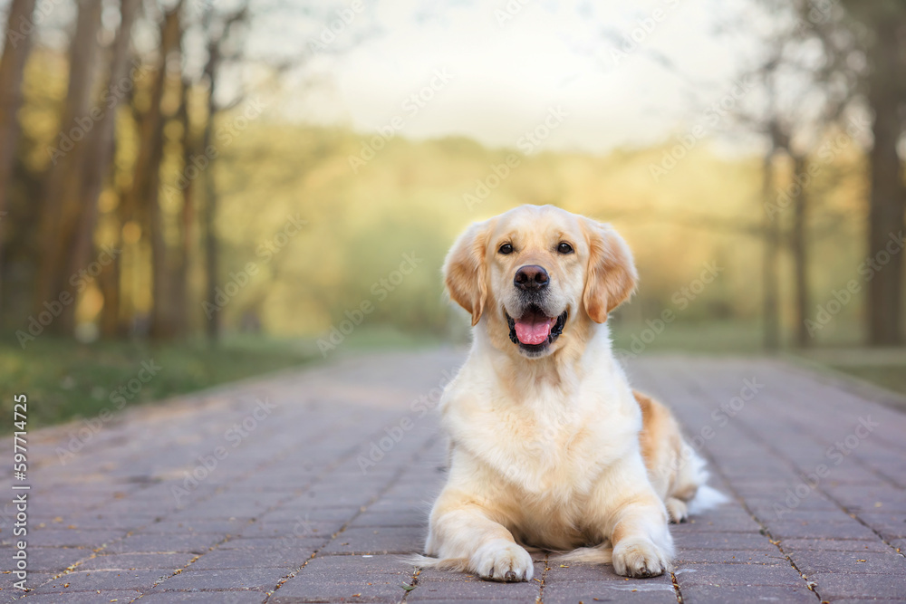 dog golden retriever in the spring in nature in the park dog golden retriever in the spring in nature in the park