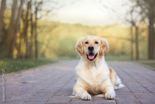 dog golden retriever in the spring in nature in the park