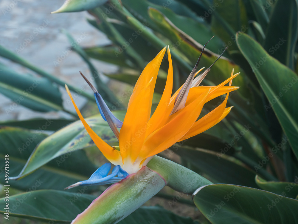 Bird of Paradise Crane flower, Strelitzia reginae in a nature garden, Abstract. Macro, shallow depth of field, selective focus, green leaves and bokeh background, flower close-up. Bird of Paradise Crane flower, Strelitzia reginae in a nature garden, Abstract. Macro, shallow depth of field, selective focus, green leaves and bokeh background, flower close-up.