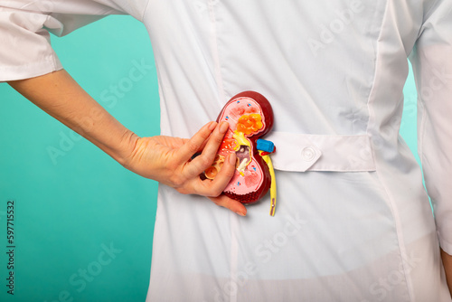 woman nurse is holding mockup human kidney . Help and care concept. Help and care concept