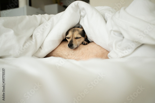 small dog under the blanket lies on the leg of a man, comfortable sleep and rest, funny pet in bed in white bed linen photo