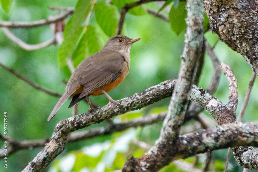 Picture of a beautiful Rufous-bellied Thrush in the feeder! (Turdus rufiventris ) know as Picture of a beautiful Rufous-bellied Thrush in the feeder! (Turdus rufiventris ) know as