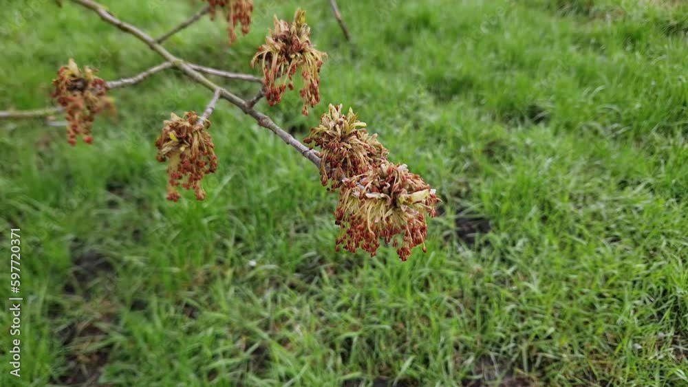 Wet branch of blooming ash-leaved maple against the grass Wet branch of blooming ash-leaved maple against the grass