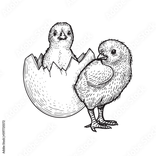 Hand drawn sketch style baby chick and egg. Farm newborn bird. Easter symbol in engraved style. Vector illustration.