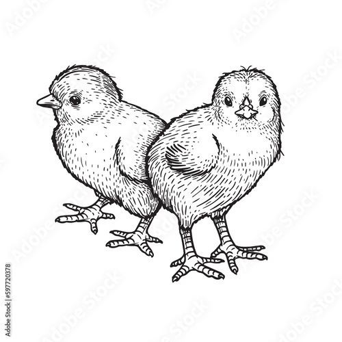 Hand drawn sketch style baby chicks. Farm newborn bird. Easter symbol in engraved style. Vector illustration.