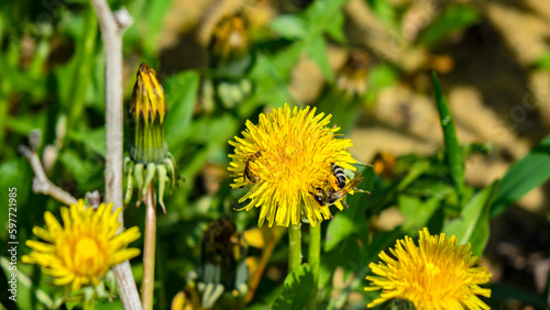 The world around  nature  plants  flowers.