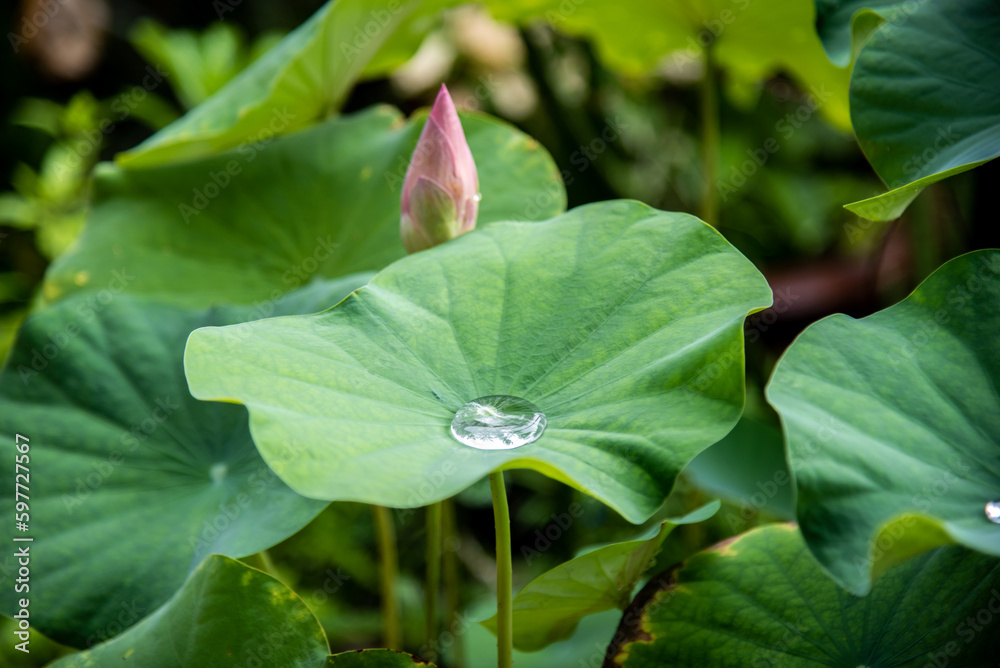 Closeup of lotus leaf with water droplets Closeup of lotus leaf with water droplets