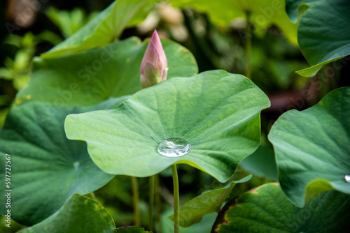 Closeup of lotus leaf with water droplets