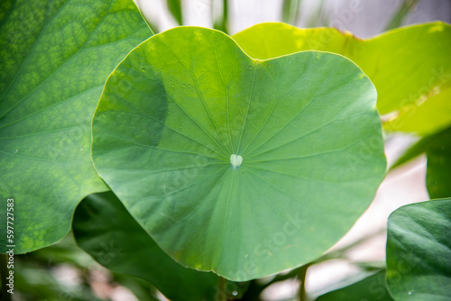 
lotus leaf close up in the garden