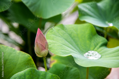 Closeup of pink lotus flower in the garden