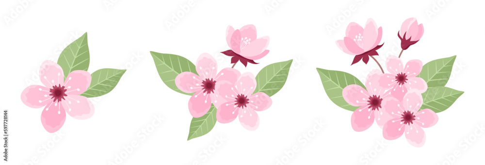 Set of pink cherry tree inflorescences with flowers, buds and leaves isolated on white background. Sakura blossom design elements. Vector illustration in flat style