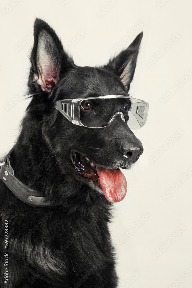 Black german shepherd wearing protective glasses, closeup shot, clean background