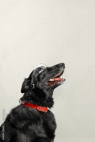 Black german shepherd wearing protective glasses, closeup shot, clean background