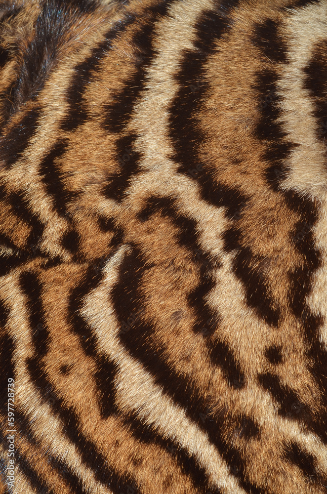 tiger texture tiger texture