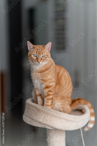 vertical composition. Brown tabby cat with green eyes sitting on the top of a scratching tower, looks at the camera