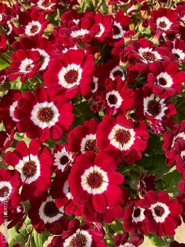 Red Gerbera Flowers