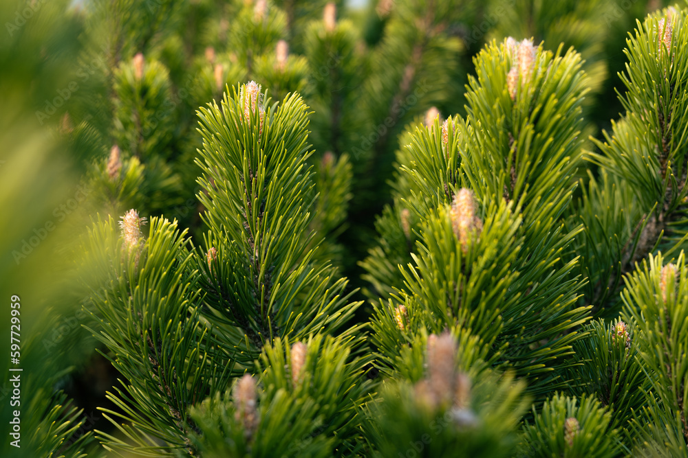 close up of pine needles close up of pine needles