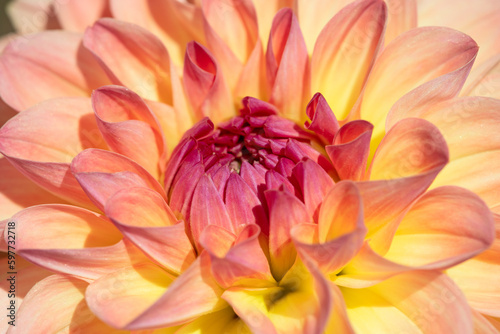 Dahlia flower