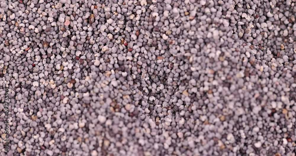 A large number of fresh very small-sized poppy seeds, a close-up of a pile of poppy seeds used in cooking A large number of fresh very small-sized poppy seeds, a close-up of a pile of poppy seeds used in cooking