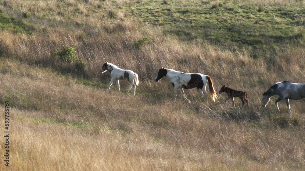 Slow motion. A herd of horses with foals in a chain walk through the pasture in the rays of the sunset. Footage for positive emotions. Rural landscape