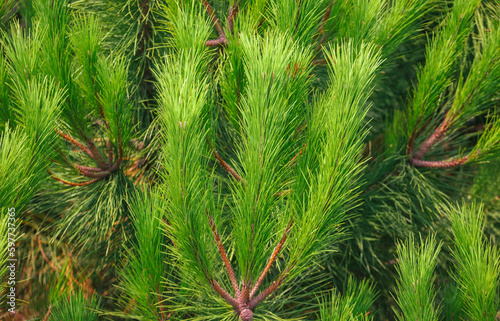 Green coniferous plant in nature as a background