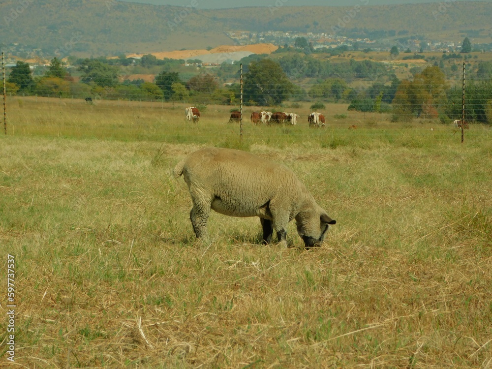 An isolated Hampshire Down Ewe sheep, that is beige in color with a black nose and ears, grazing in a golden grass field with a row of Cows in the background behind a wire fence, hilltops and trees An isolated Hampshire Down Ewe sheep, that is beige in color with a black nose and ears, grazing in a golden grass field with a row of Cows in the background behind a wire fence, hilltops and trees