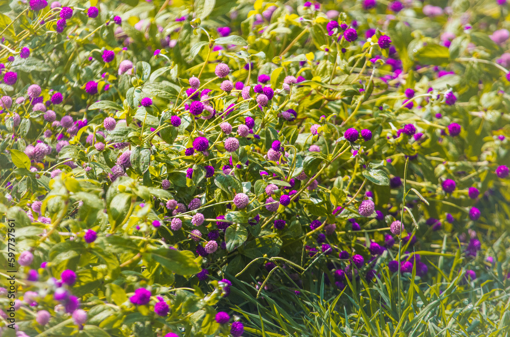 Large bush with small pink flowers