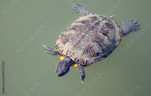 Turtle swims in the water of the lake.