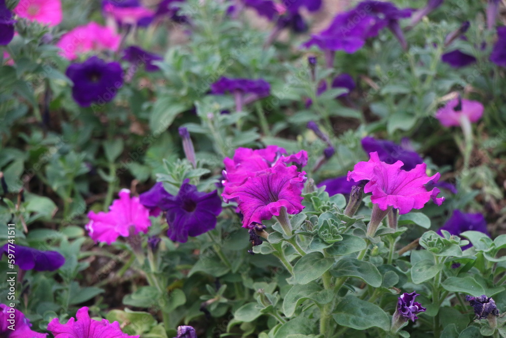 The flower gardens are outstanding in Sylhet The flower gardens are outstanding in Sylhet