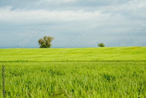 Only alone tree in green field with blue cloudy sky background. Blue green tree background concept wallpaper. Spring is coming concept background. Green wheatear field with sky background.