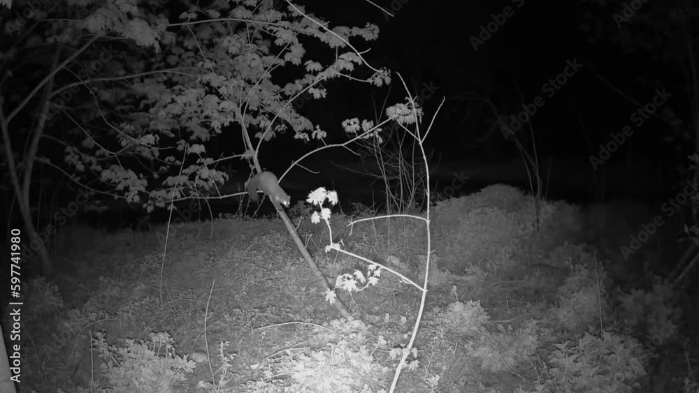Ein Marder klettert auf einen dünnen Baum